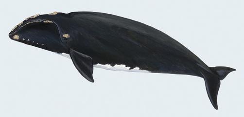 La ballenas solían acercarse a las costas de NY en 1609. Photo Credits: Michigan Science Art