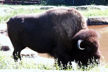 Los bisontes no presentaban problemas de extinción en el siglo XVII en USA. Photo Credits: Dra. Patricia Jones, Animal Diversity Web